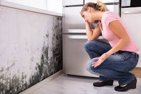 Best Mold Damage Restoration  in Provo, UT